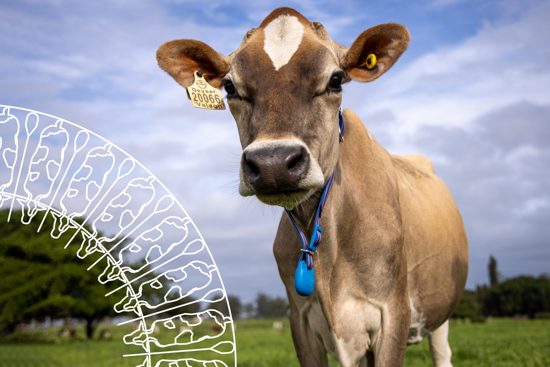 Cow with pattern - about